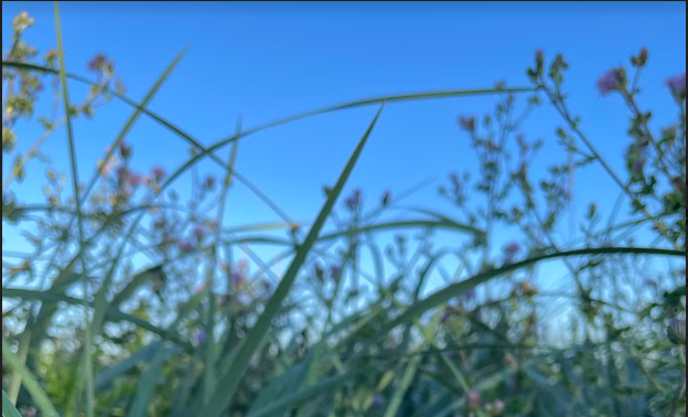 Grass Fed Tallow Skincare Canada | Handmade in BC